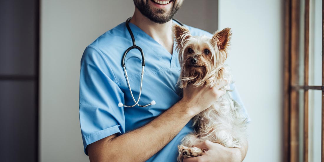 Convênio ou Plano de saúde Veterinário, é bom para seu pet? 1