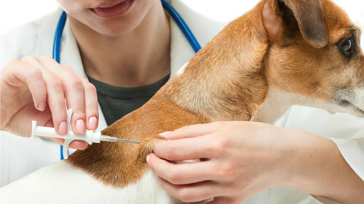 Principais doenças endócrinas e seus sintomas em cães e gatos 3