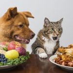 Alimentos PROIBIDOS para cachorros e gatos 8