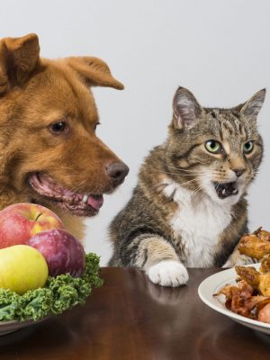 Alimentos PROIBIDOS para cachorros e gatos