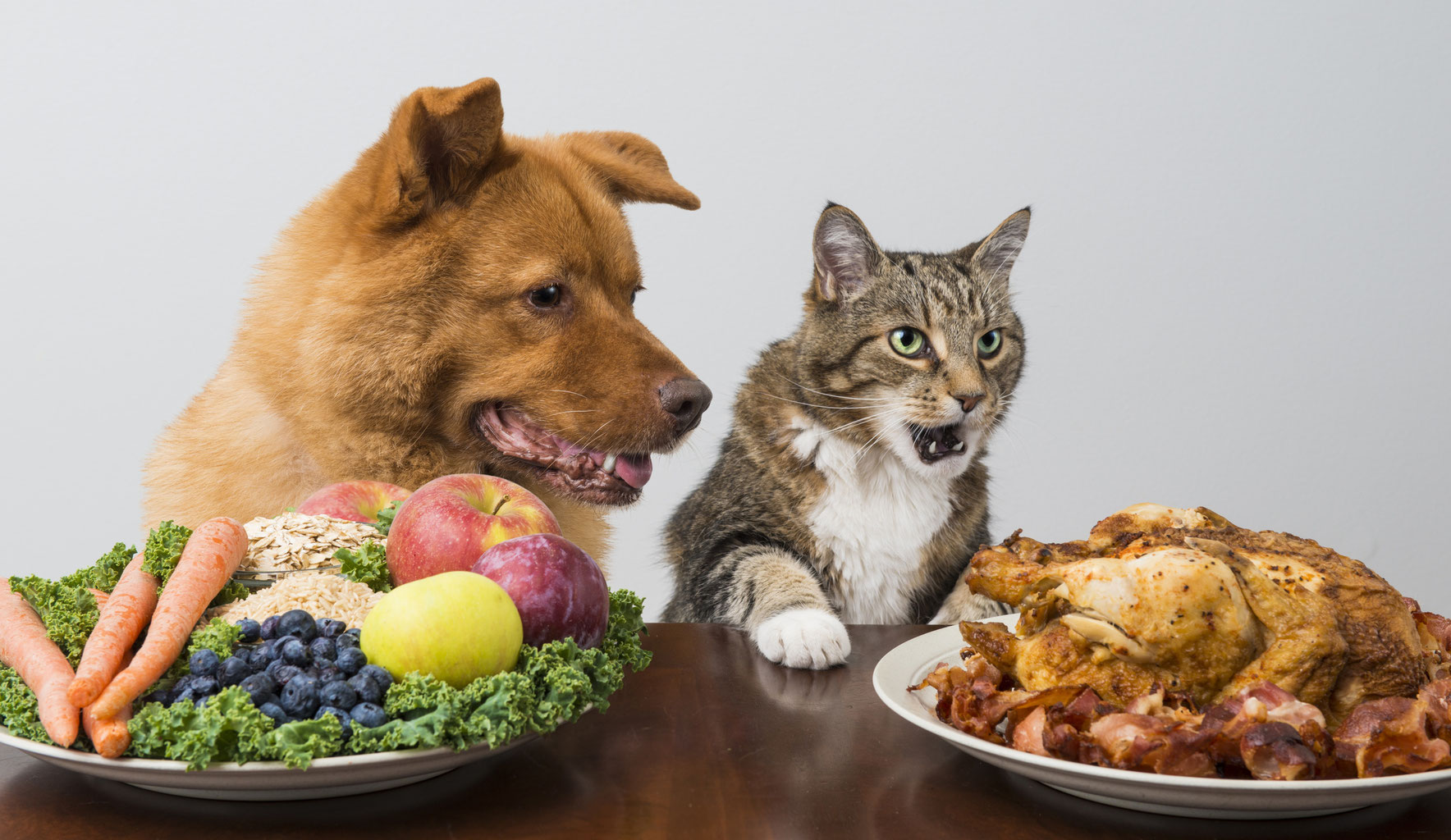 Alimentos PROIBIDOS para cachorros e gatos 1