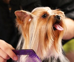 Yorkshire Terrier - Banho e Tosa e cuidados 9