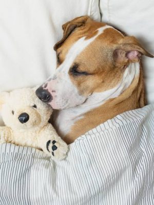 Cachorros sonham? Se sim, com o quê?