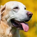 Câncer de pele em Cachorros - sintomas e tratamento 6