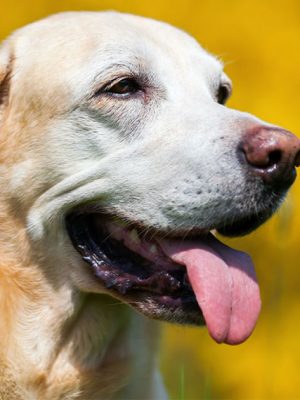 Câncer de pele em Cachorros – sintomas e tratamento