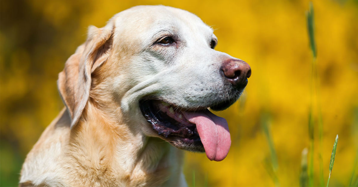 Câncer de pele em Cachorros - sintomas e tratamento 1