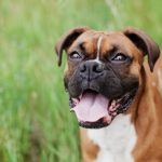 Linfoma em Cães - tipos de câncer, sintomas e tratamento 7