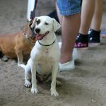 Entenda tudo sobre a Castração de cachorros - São Paulo 5