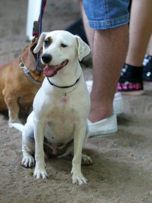 Entenda tudo sobre a Castração de cachorros – São Paulo