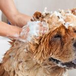 O melhor guia sobre como dar banho no seu cão 3