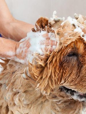 O melhor guia sobre como dar banho no seu cão
