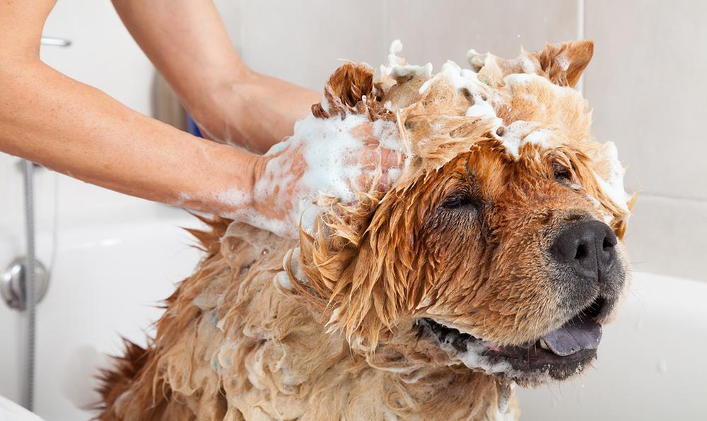 O melhor guia sobre como dar banho no seu cão 1