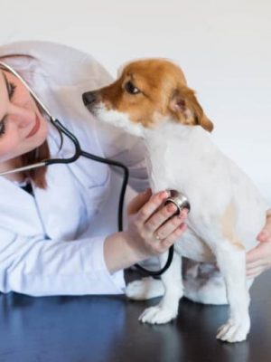Verme do coração em cachorros e gatos – contaminação, diagnóstico e tratamento