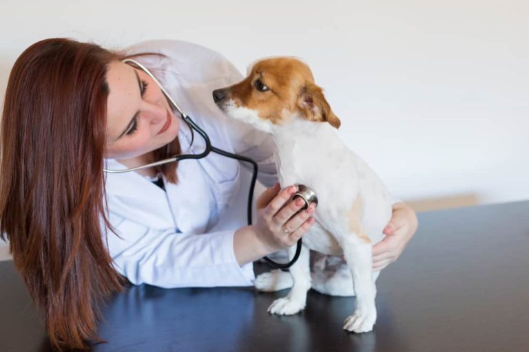 Verme do coração em cachorros e gatos - contaminação, diagnóstico e tratamento 1