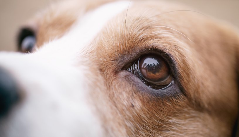 11 doenças mais comuns nos olhos de cachorro: como identificar e o que fazer 1