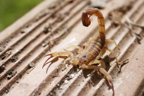 Picada de escorpião em cachorro - como identificar e o que fazer 2