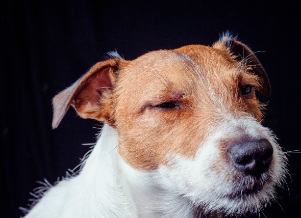 Lesões oculares em cães - como identificar e tratar 6