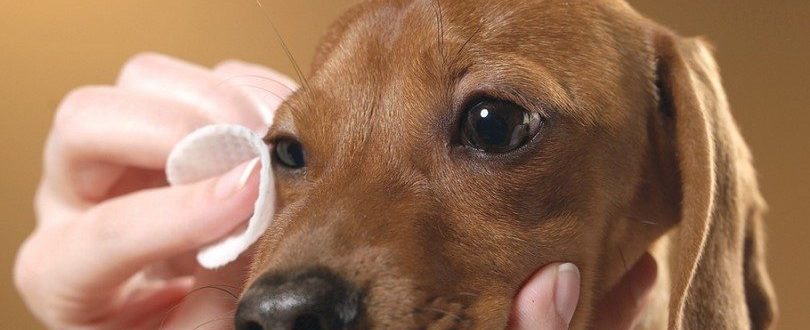 Infecção no olho do cachorro: o que fazer e quando se preocupar 6