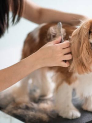 A importância do banho e tosa em Cachorros