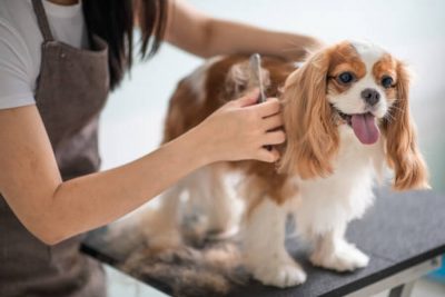 A importância do banho e tosa em Cachorros 14