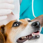 Inflamação ocular em cães 5
