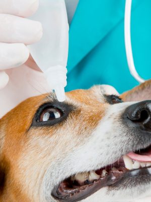 Inflamação ocular em cães