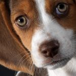 Lesões oculares em cães - como identificar e tratar 4