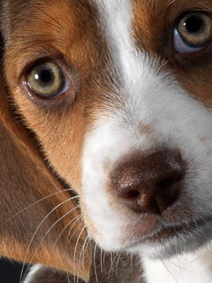 Lesões oculares em cães – como identificar e tratar