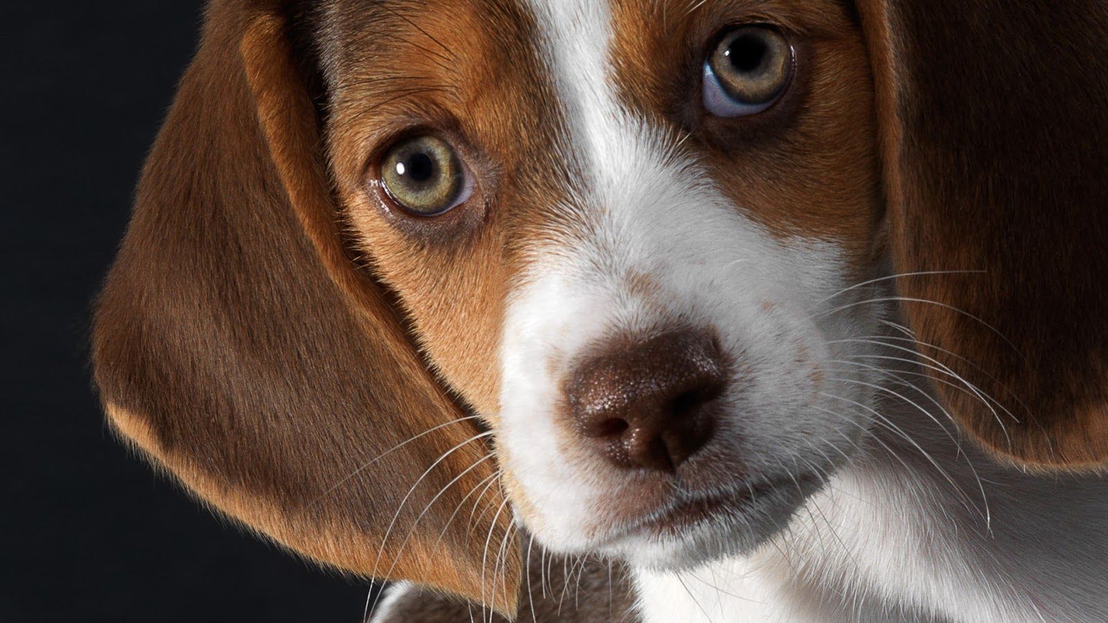 Lesões oculares em cães - como identificar e tratar 1
