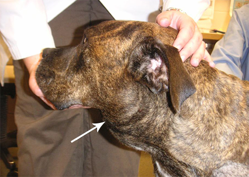 Linfoma em Cães - tipos de câncer, sintomas e tratamento 3