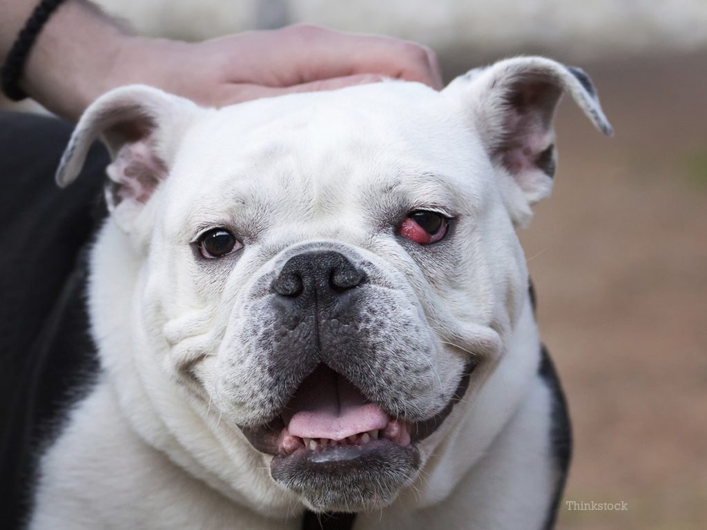 11 doenças mais comuns nos olhos de cachorro: como identificar e o que fazer 3