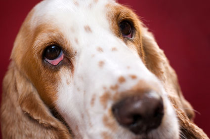 11 doenças comuns nos olhos do cachorro: como identificar e o que fazer 1