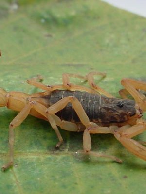Picada de escorpião em cachorro – como identificar e o que fazer
