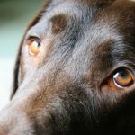 Infecção no olho do cachorro: o que fazer e quando se preocupar 14