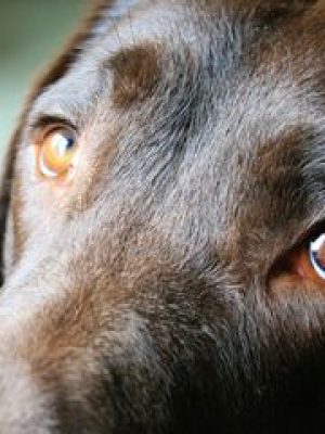 Infecção no olho do cachorro: o que fazer e quando se preocupar