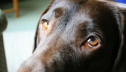 Infecção no olho do cachorro: o que fazer e quando se preocupar 1