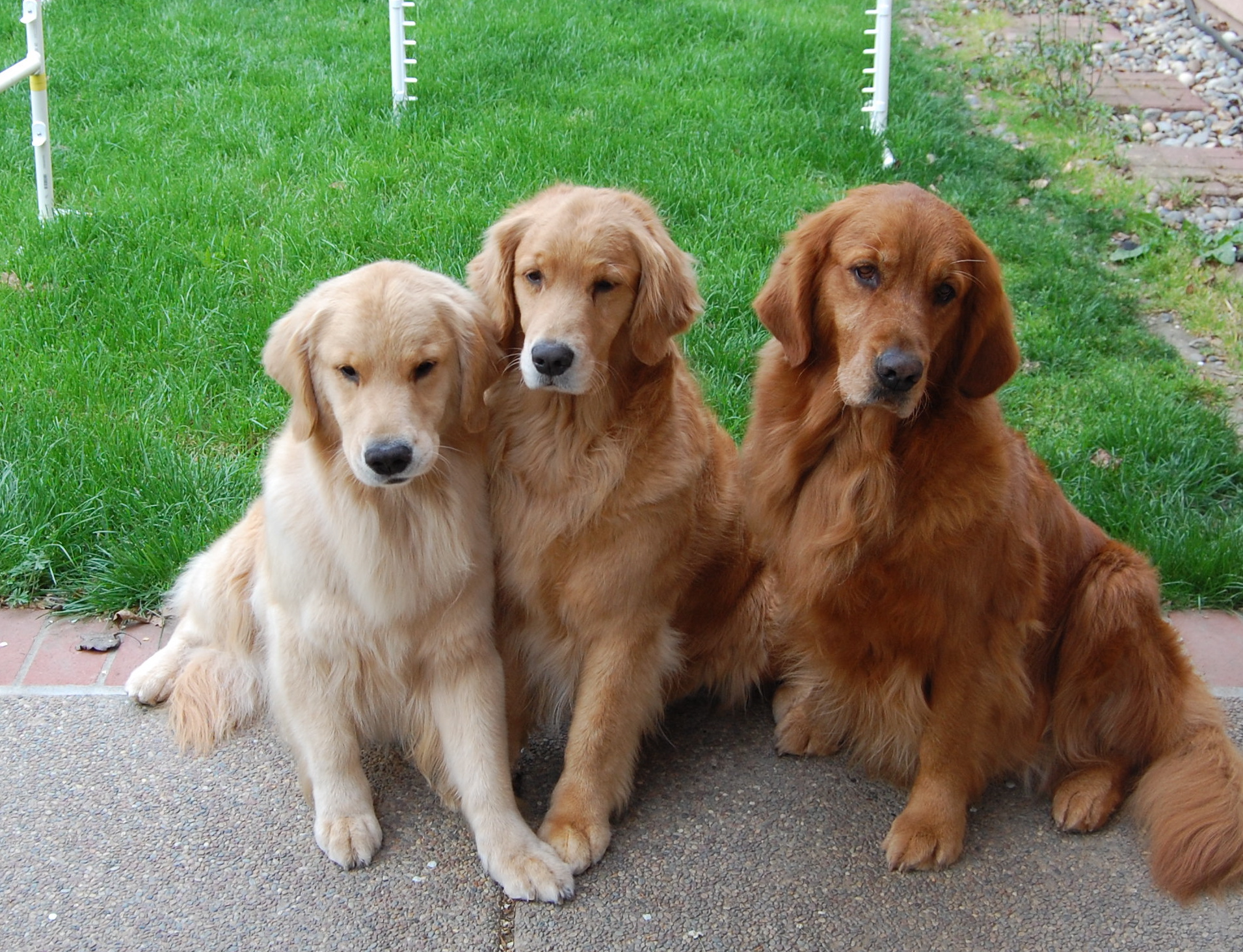 Banho e tosa de Golden Retriever - Ra%C3%A7a GolDen Retriever