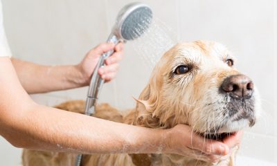 Meu cachorro odeia banho! O que eu posso fazer! 2