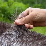 Tipos de pelos de cachorro e seus cuidados 25