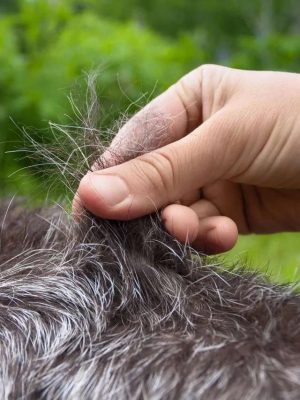 Tipos de pelos de cachorro e seus cuidados
