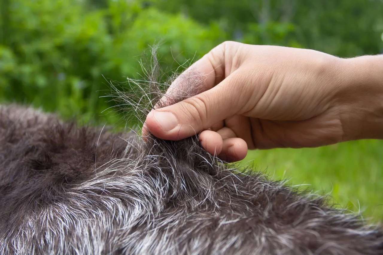 Tipos de pelos de cachorro e seus cuidados 1