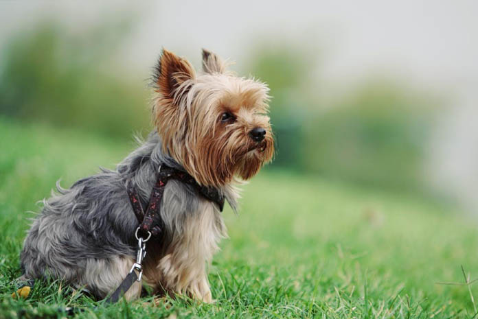 Yorkshire Terrier - Banho e Tosa e cuidados 8