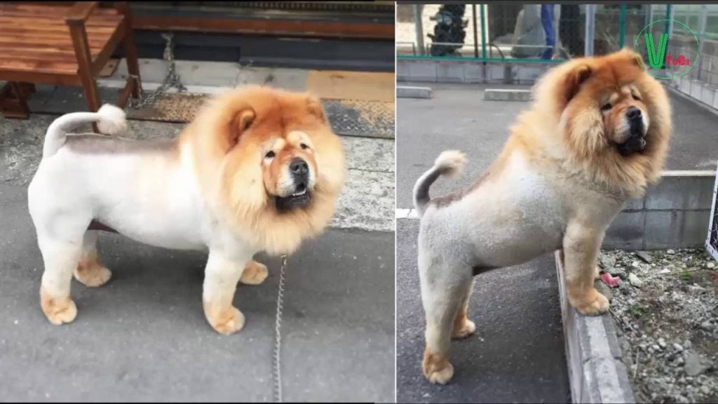 Banho E Tosa De Chow Chow Dicas E Tipos De Corte Veterinaria Uau Uau Que Mia