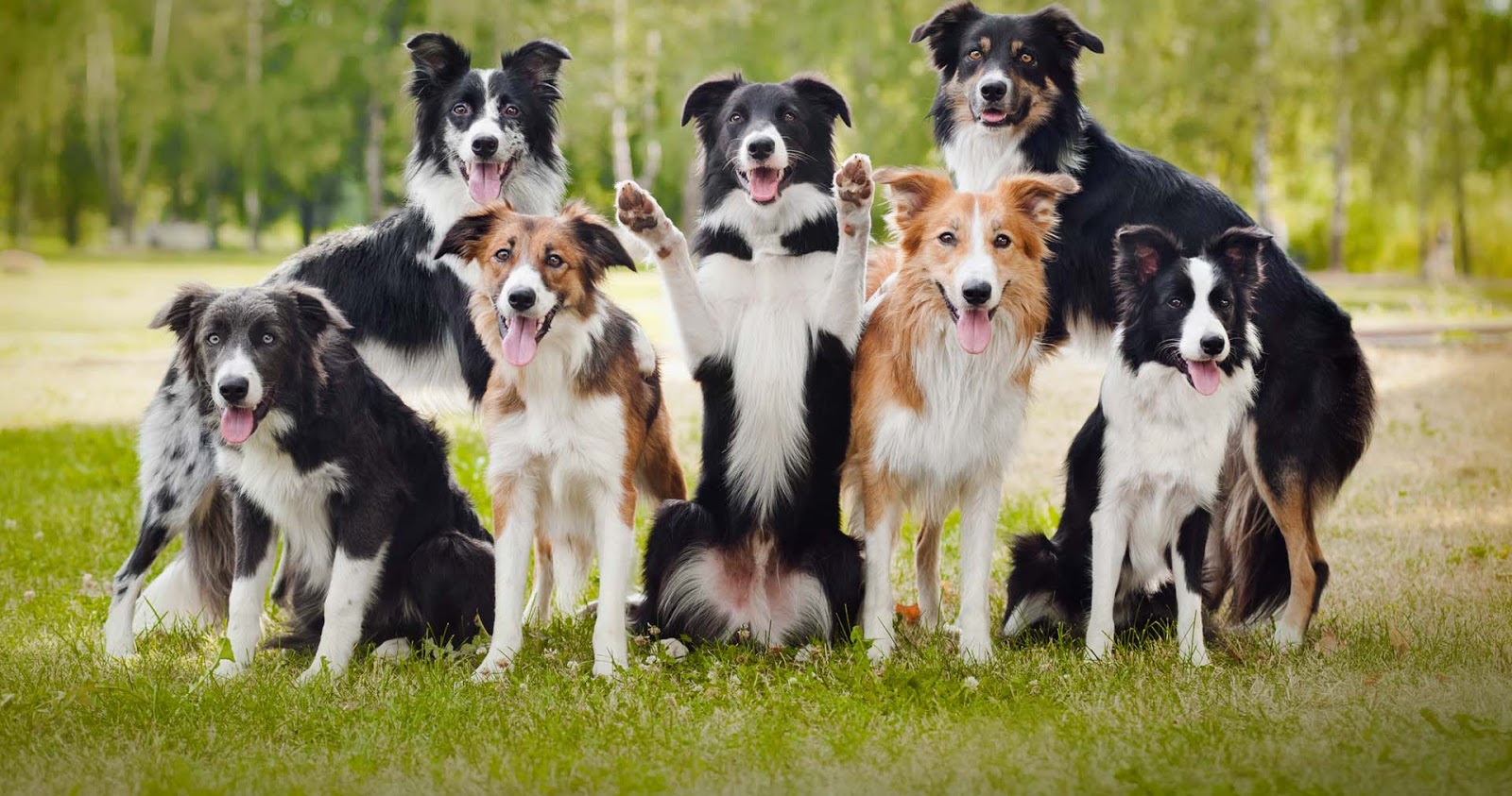 Banho e tosa em Border Collie - Uau Uau Que Mia