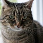 Anemia em gatos - sintomas, tratamento 2
