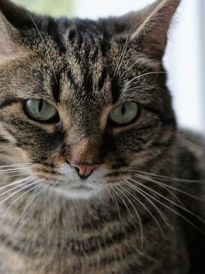Anemia em gatos – sintomas, tratamento