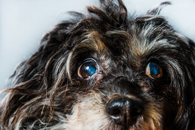Glaucoma em cachorros - sintomas, tratamento e recuperação 17