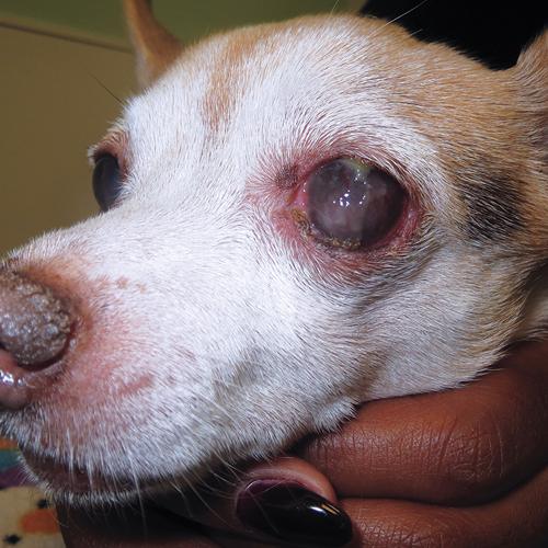 Olho seco em cachorros: o que é, tratamento, cirurgia e cura 4