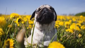 Reações alérgicas em cães: sintomas, gatilhos e tratamentos 25