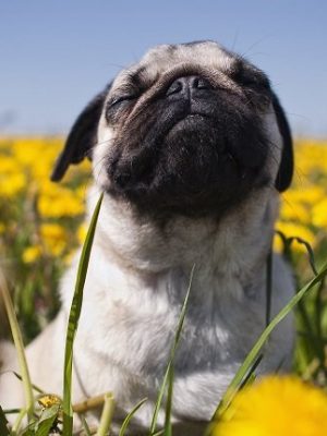 Reações alérgicas em cães: sintomas, gatilhos e tratamentos